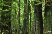 A magnífica floresta de árvores gigantes na Cathedral Grove, na estrada para Tofino, em Vancouver Island, na British Columbia, no Canadá